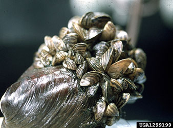 Uploaded Image: /uploads/Invasives Blog/Zebra-Mussel_small.jpg